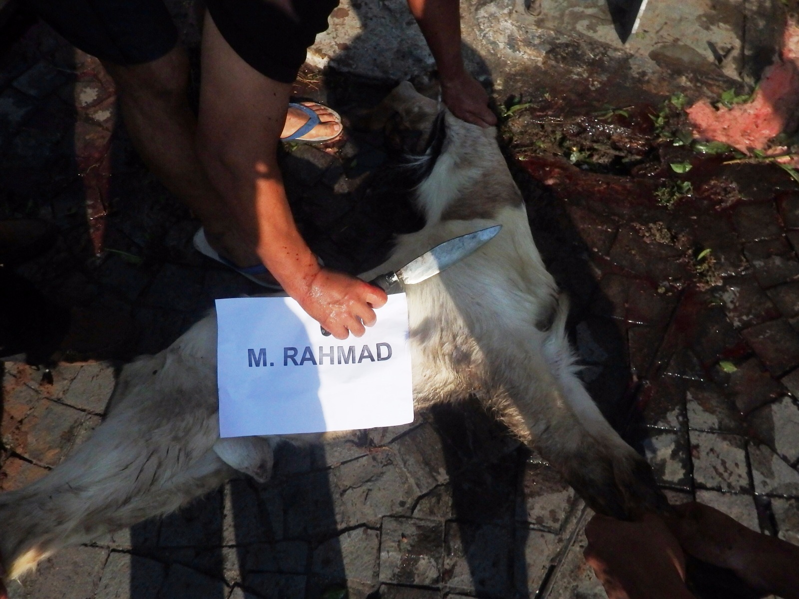Pemotongan Kambing M Rahmad