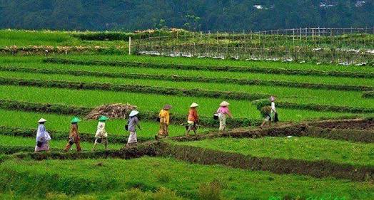 ICMI: Banyak Sektor Dibenahi supaya Indonesia Jadi Negara Agraris